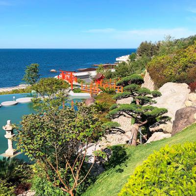Big529